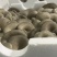 平菇，鲜平菇，基地直供，每日现货，可发全国，价格有优势。