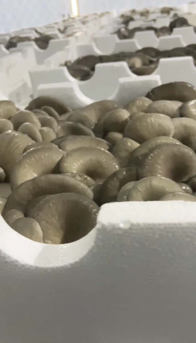 平菇，鲜平菇，基地直供，每日现货，可发全国，价格有优势。
