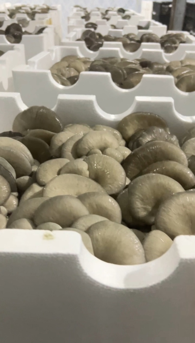 平菇，鲜平菇，基地直供，每日现货，可发全国，价格有优势。