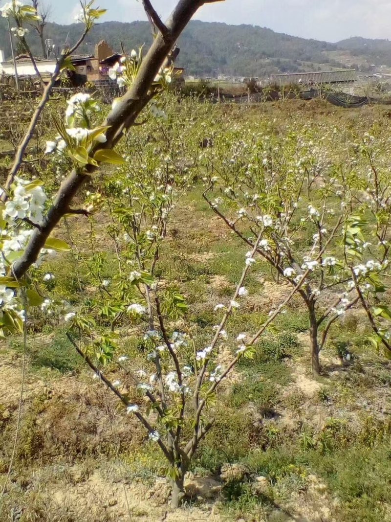 嫁接翠冠梨苗提供技术指导基地直发常年经营品种多规格齐全