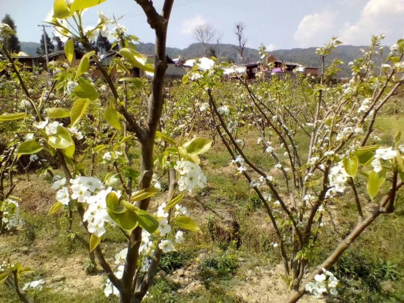嫁接翠冠梨苗提供技术指导基地直发常年经营品种多规格齐全