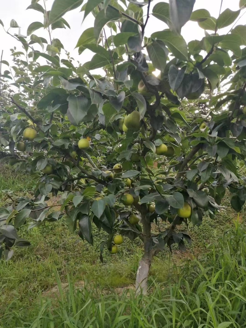 嫁接翠冠梨苗提供技术指导基地直发常年经营品种多规格齐全