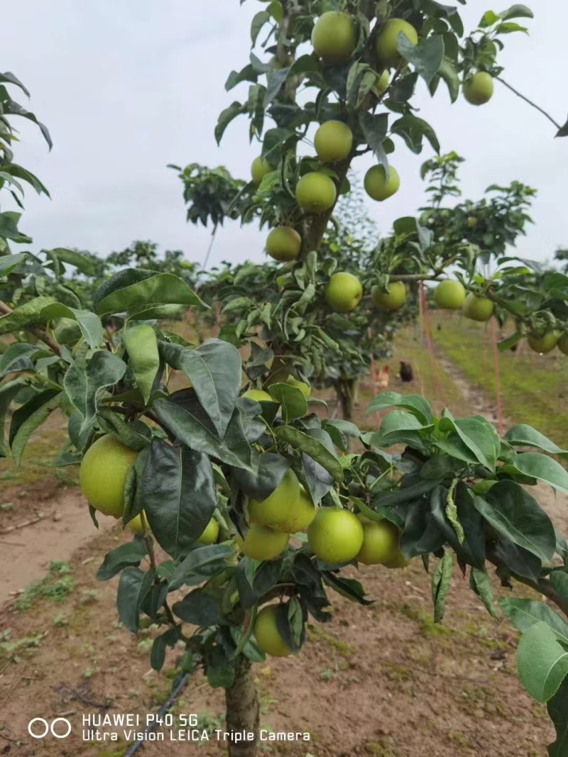 嫁接翠冠梨苗提供技术指导基地直发常年经营品种多规格齐全