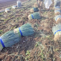 小葱大量有货基地直供品质优可对接市场商超欢迎咨询来电