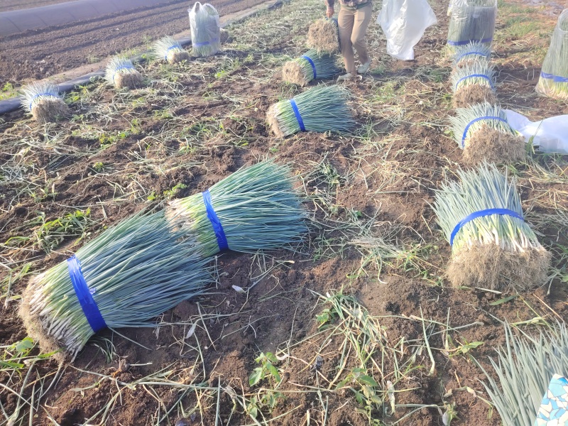 小葱大量有货基地直供品质优可对接市场商超欢迎咨询来电
