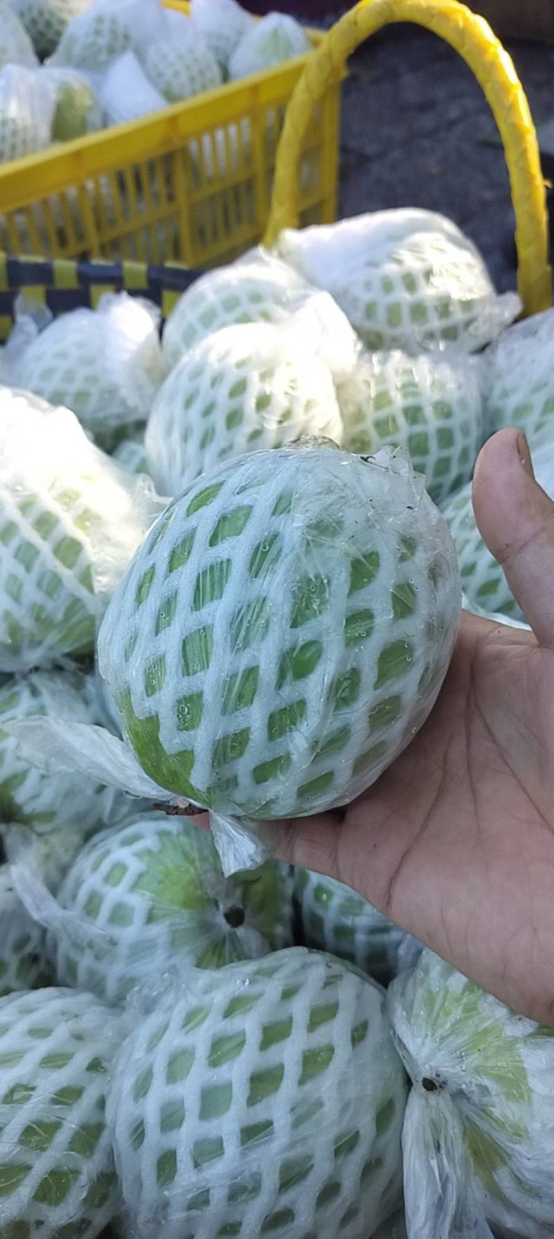正宗广西番石榴，珍珠番石榴