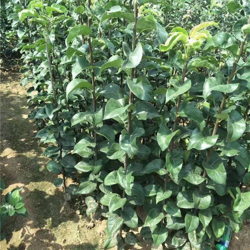 嫁接雪梨苗提供技术指导基地直发常年经营品种多规格齐全
