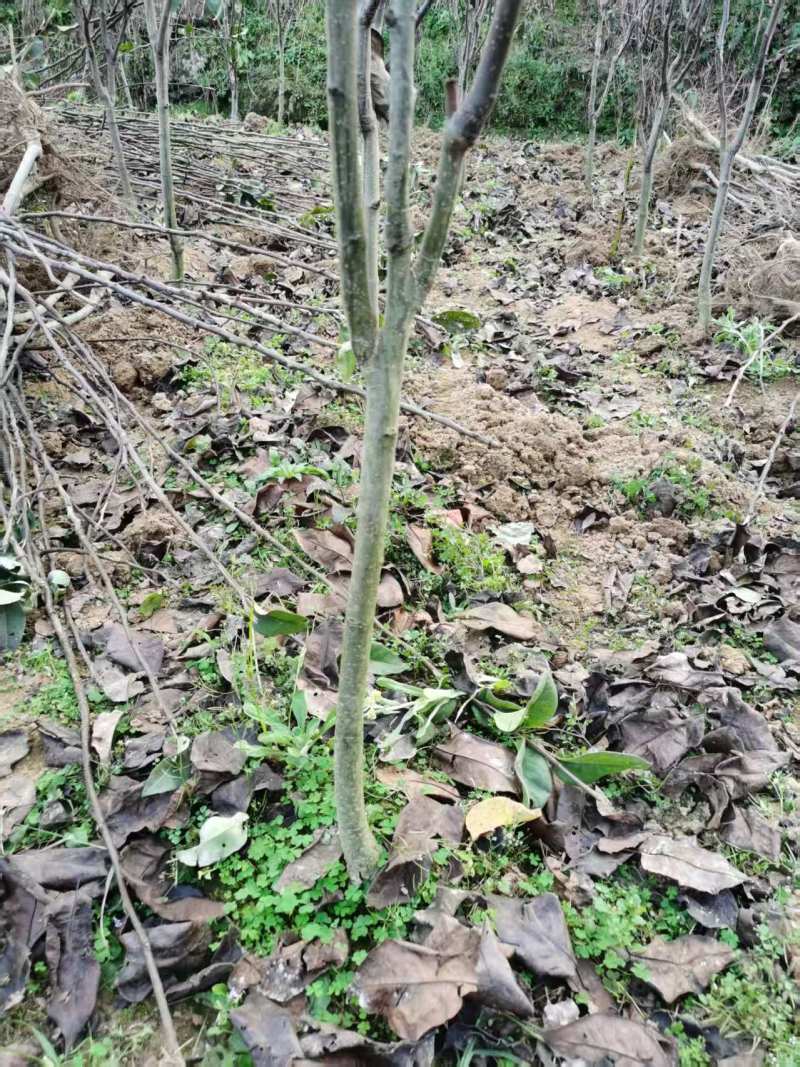 嫁接雪梨苗提供技术指导基地直发常年经营品种多规格齐全