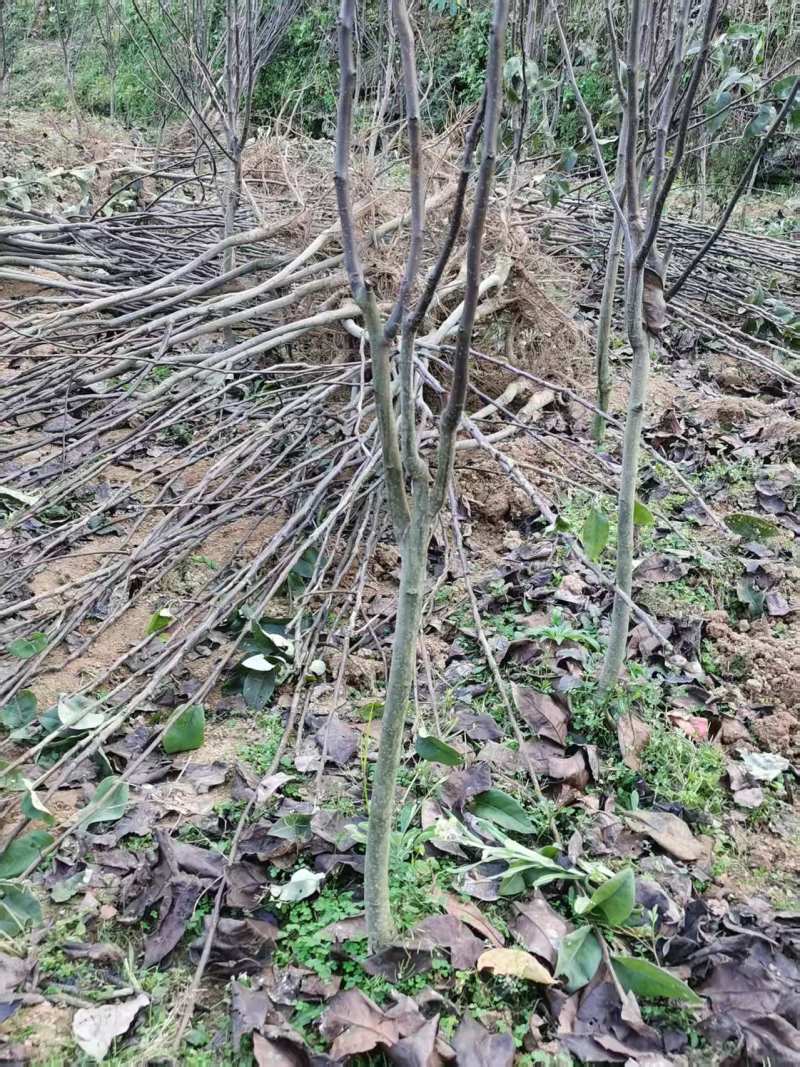 嫁接雪梨苗提供技术指导基地直发常年经营品种多规格齐全