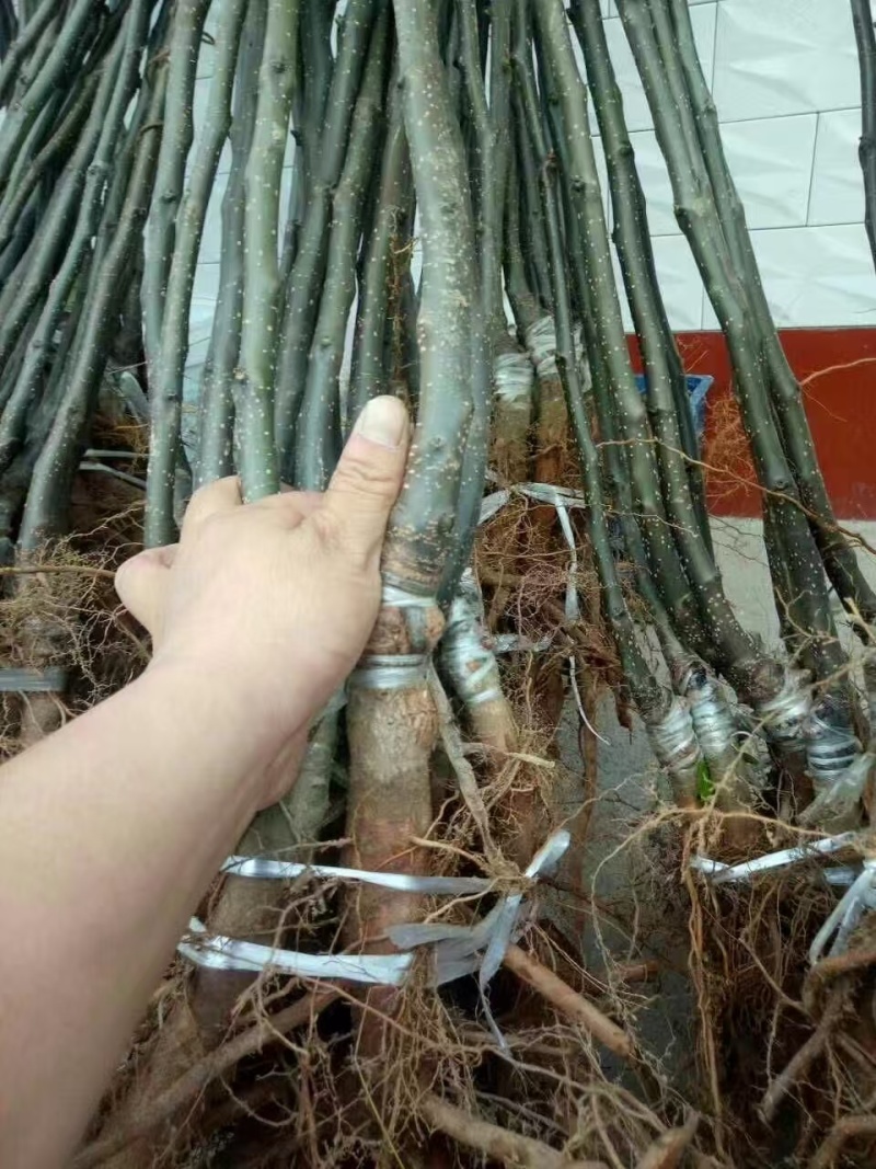 嫁接雪梨苗提供技术指导基地直发常年经营品种多规格齐全