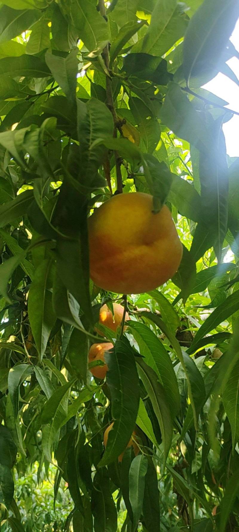 黄桃