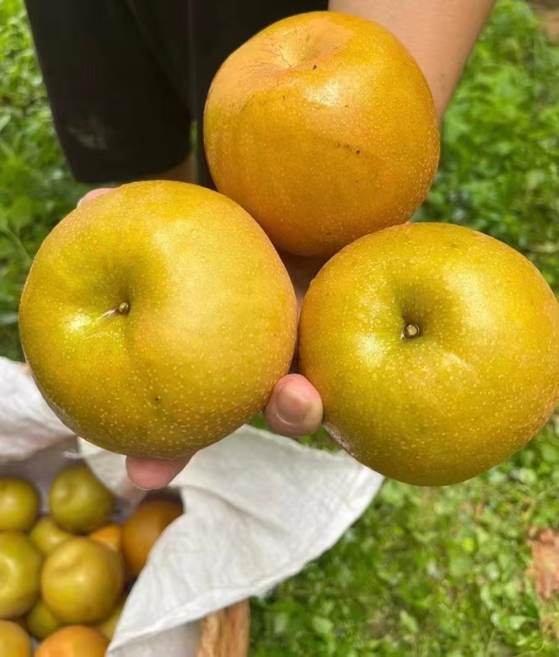 金秋梨，欢迎采购