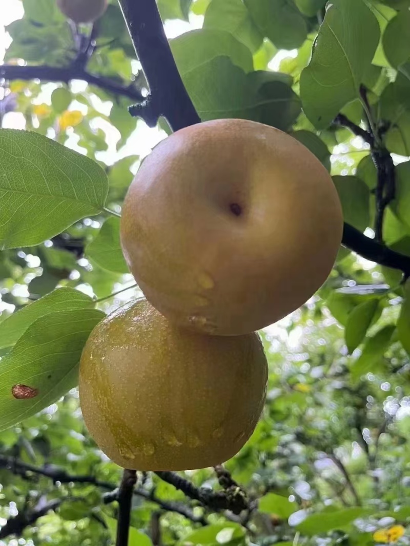 金秋梨，欢迎采购