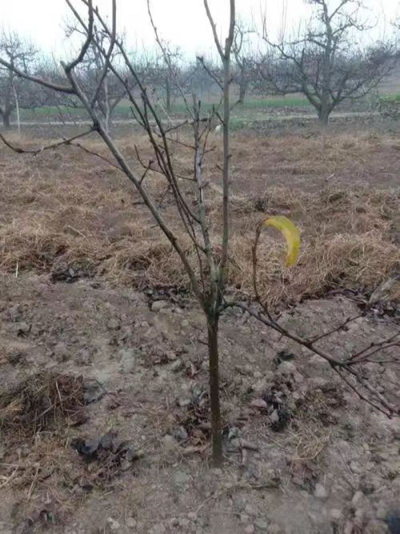 嫁接黄金梨树苗提供技术指导基地直发常年经营品种多规格齐全