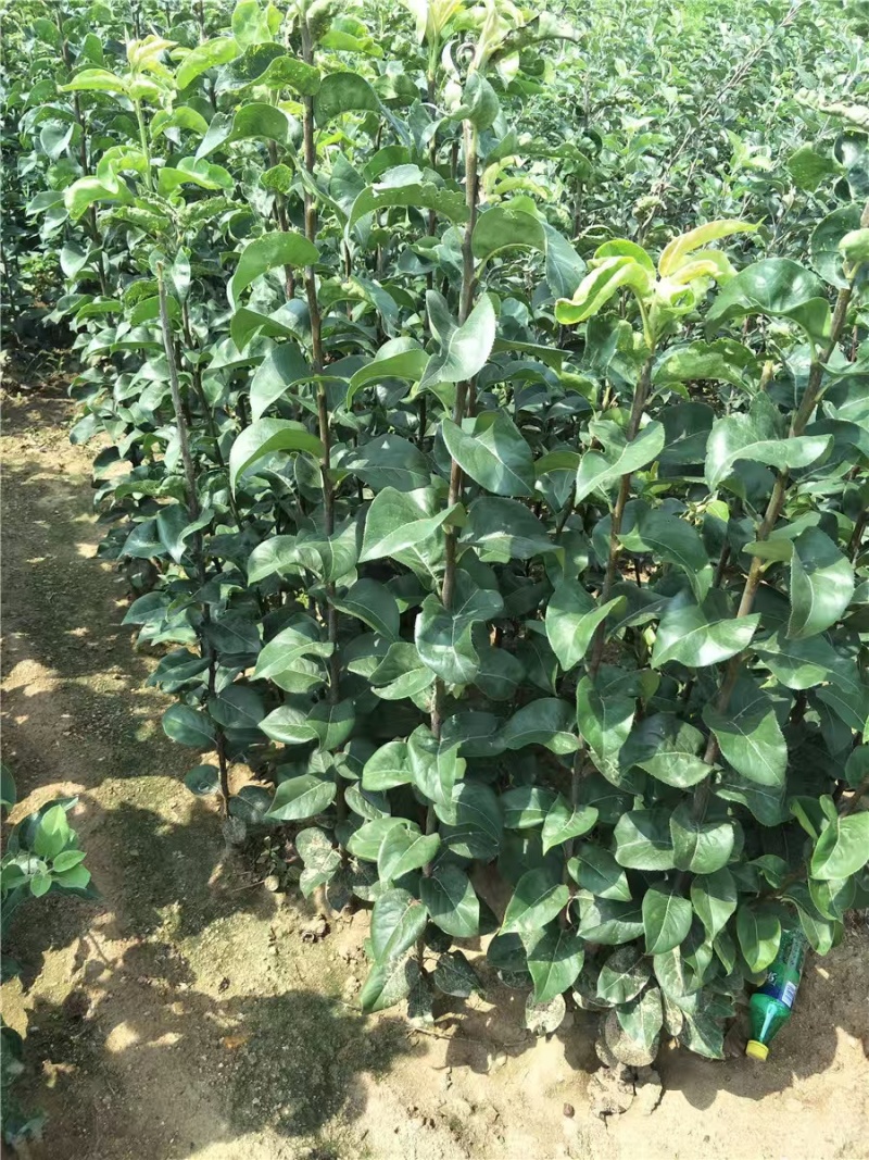 嫁接黄金梨树苗提供技术指导基地直发常年经营品种多规格齐全