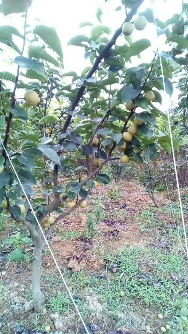 嫁接黄金梨树苗提供技术指导基地直发常年经营品种多规格齐全