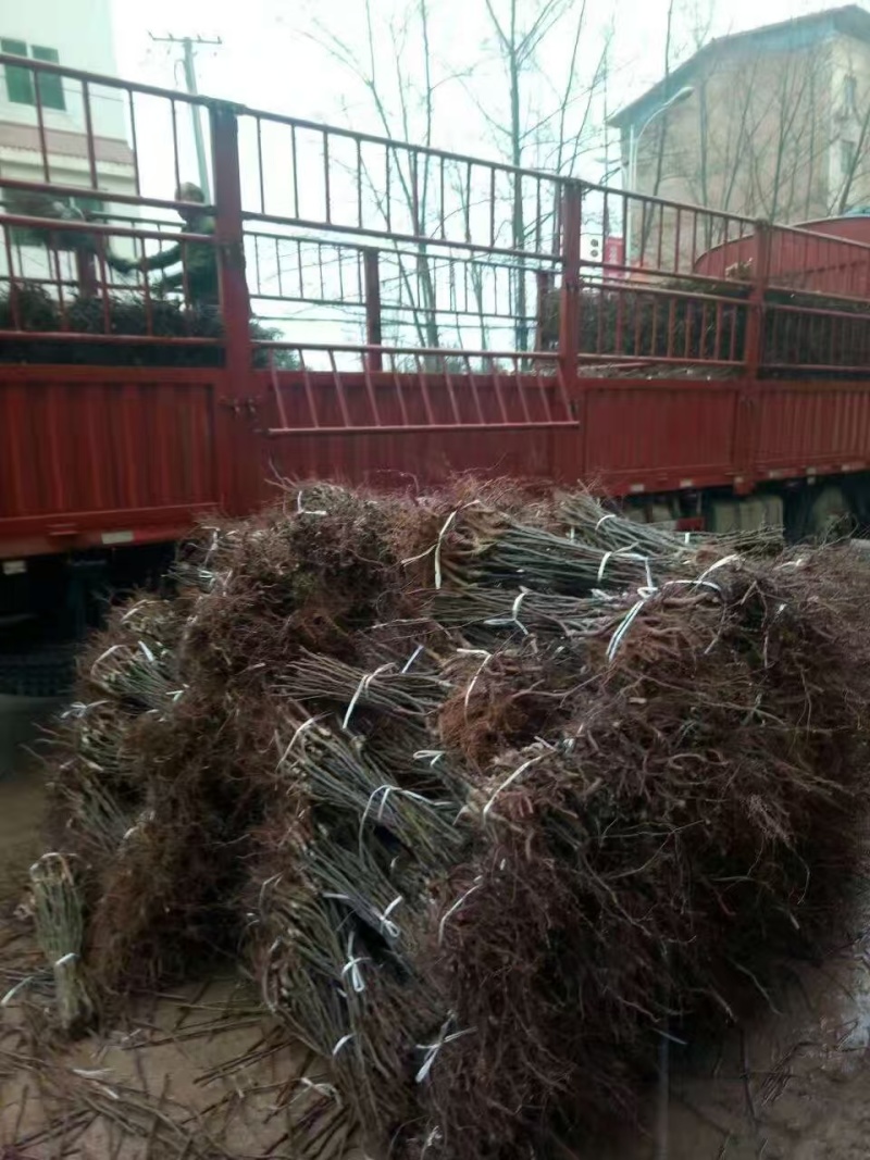 嫁接黄金梨树苗提供技术指导基地直发常年经营品种多规格齐全