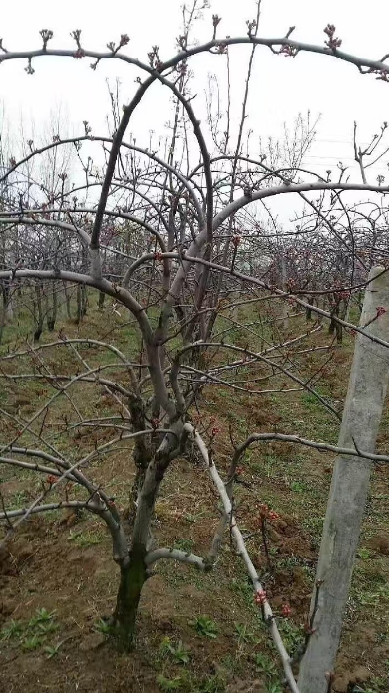 嫁接黄金梨树苗提供技术指导基地直发常年经营品种多规格齐全