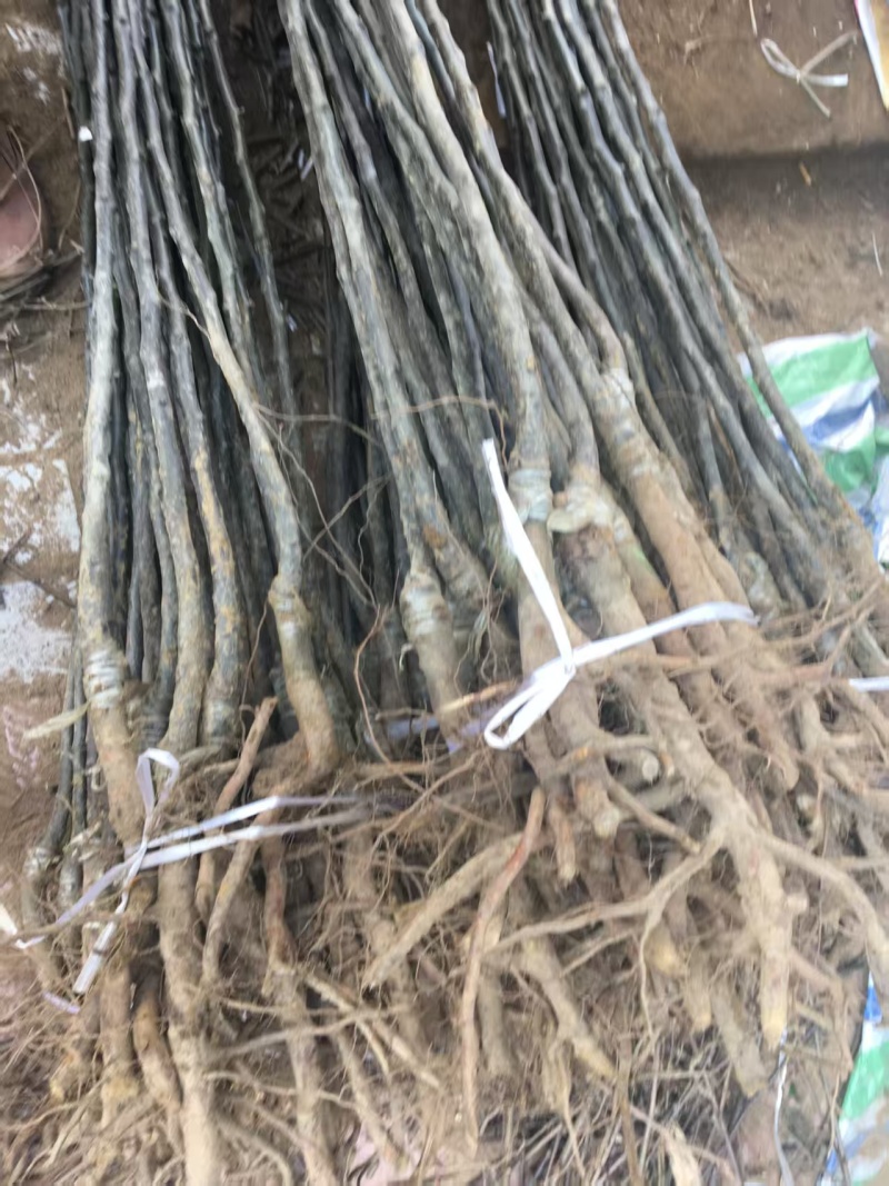 嫁接黄金梨树苗提供技术指导基地直发常年经营品种多规格齐全