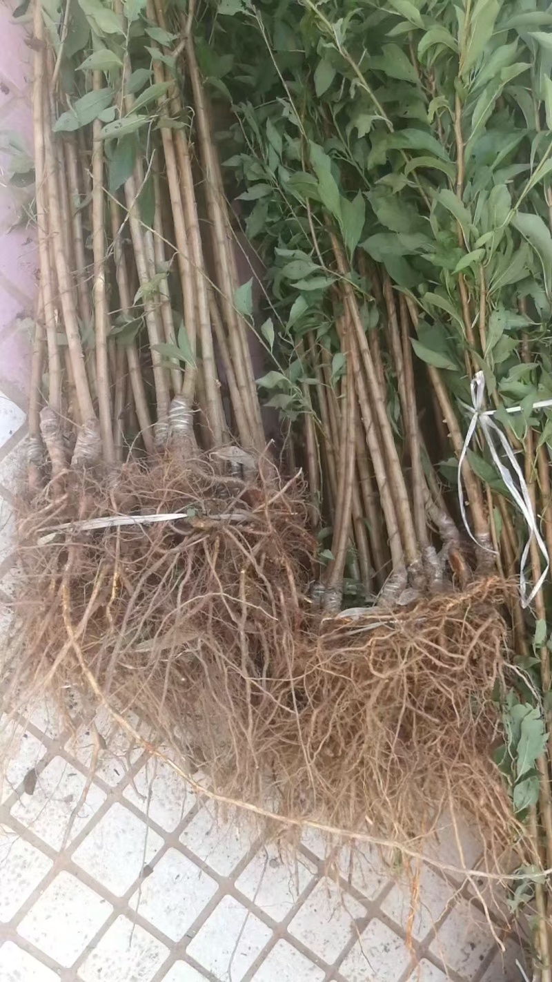 嫁接脆红李苗提供技术指导基地直发常年经营品种多规格齐全