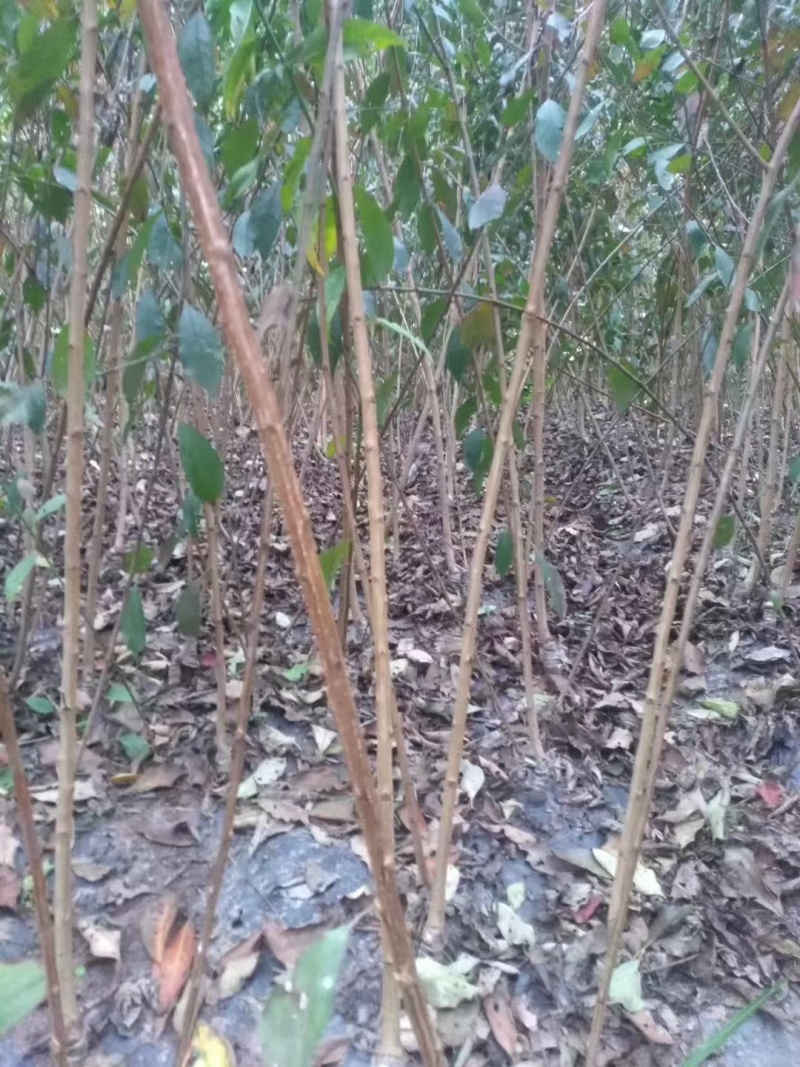 嫁接脆红李苗提供技术指导基地直发常年经营品种多规格齐全