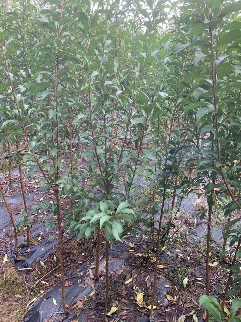 嫁接脆红李苗提供技术指导基地直发常年经营品种多规格齐全