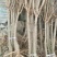 嫁接青脆李子树苗提供技术指导基地直发常年经营品种多规格齐全