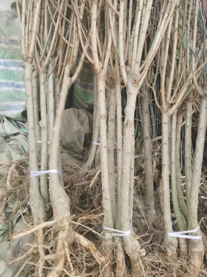 嫁接青脆李子树苗提供技术指导基地直发常年经营品种多规格齐全