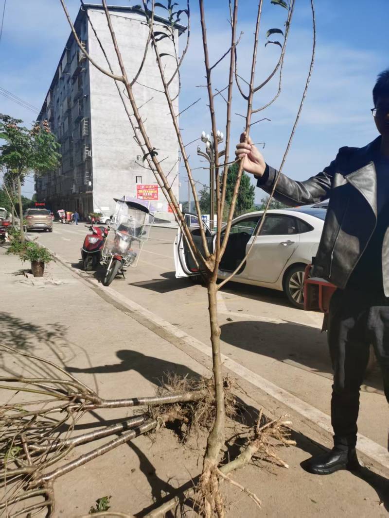 嫁接青脆李子树苗提供技术指导基地直发常年经营品种多规格齐全