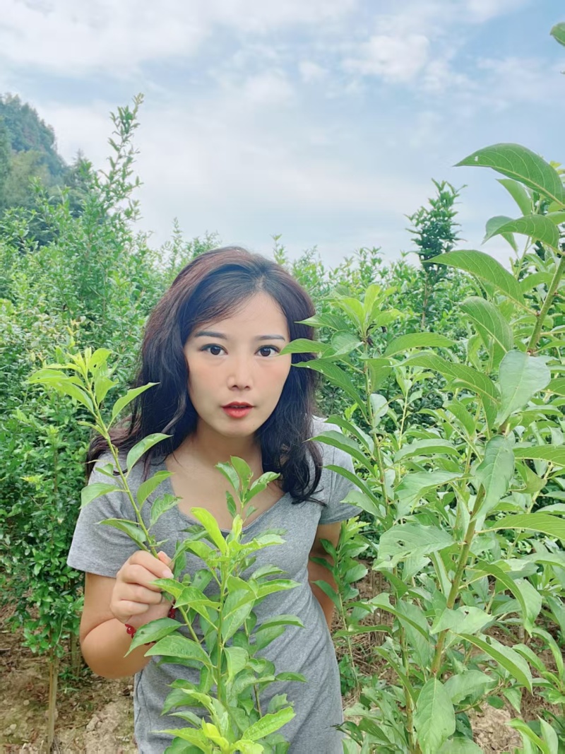 嫁接青脆李子树苗提供技术指导基地直发常年经营品种多规格齐全