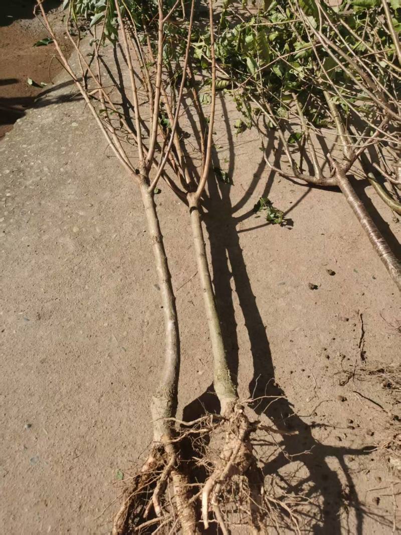 嫁接青脆李子树苗提供技术指导基地直发常年经营品种多规格齐全