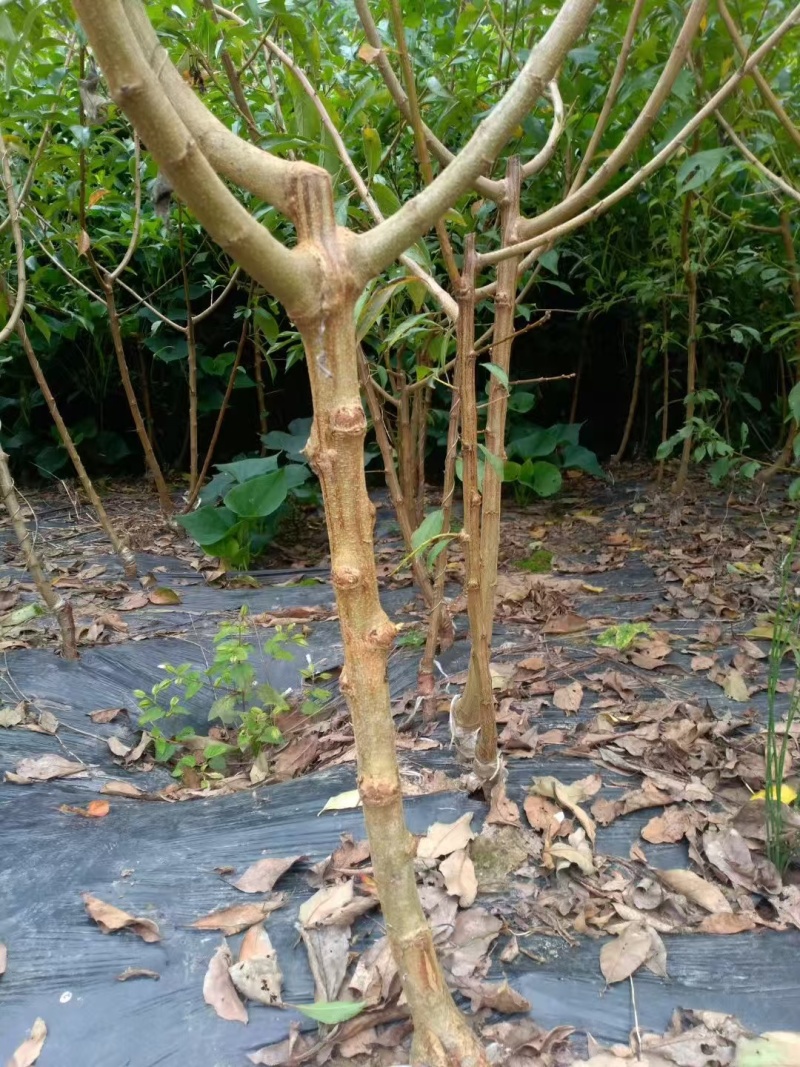 嫁接青脆李子树苗提供技术指导基地直发常年经营品种多规格齐全