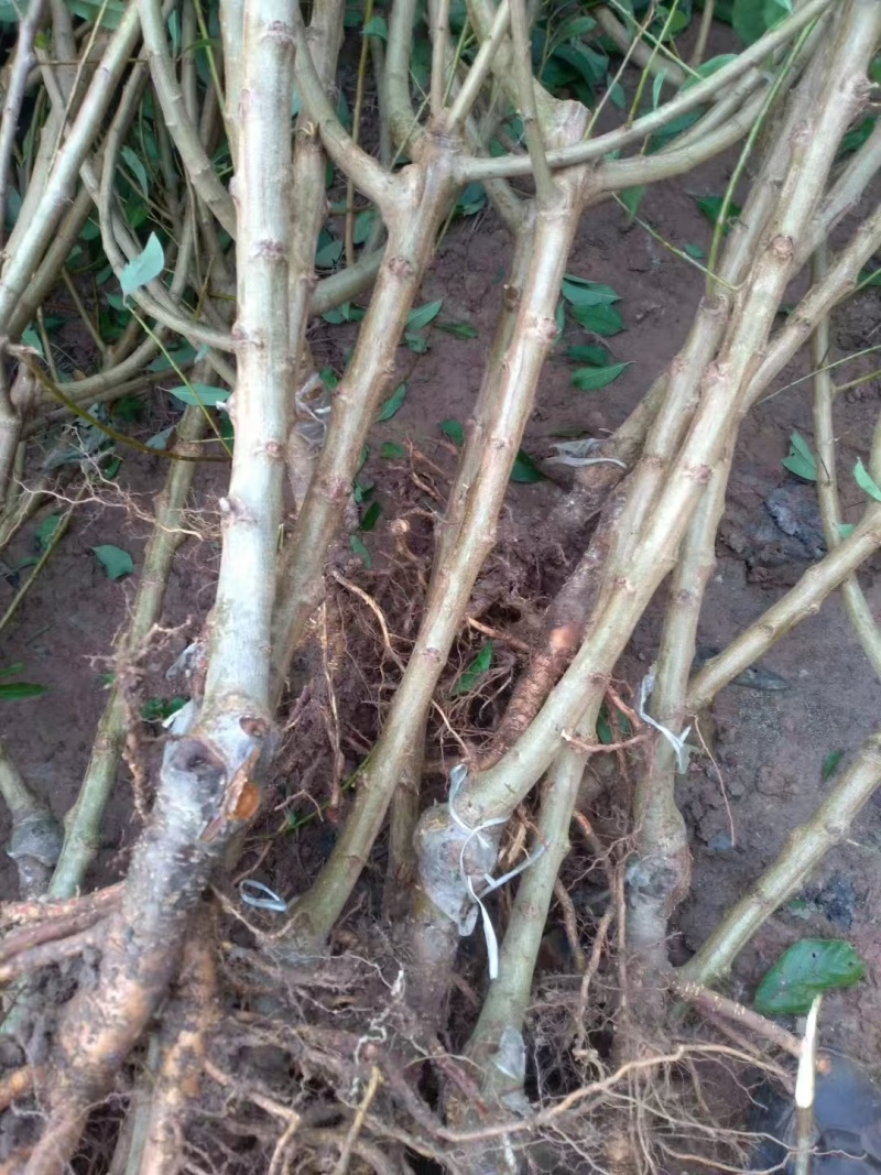 嫁接青脆李子树苗提供技术指导基地直发常年经营品种多规格齐全