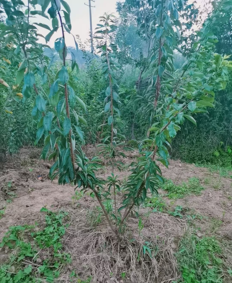 嫁接青脆李子树苗提供技术指导基地直发常年经营品种多规格齐全