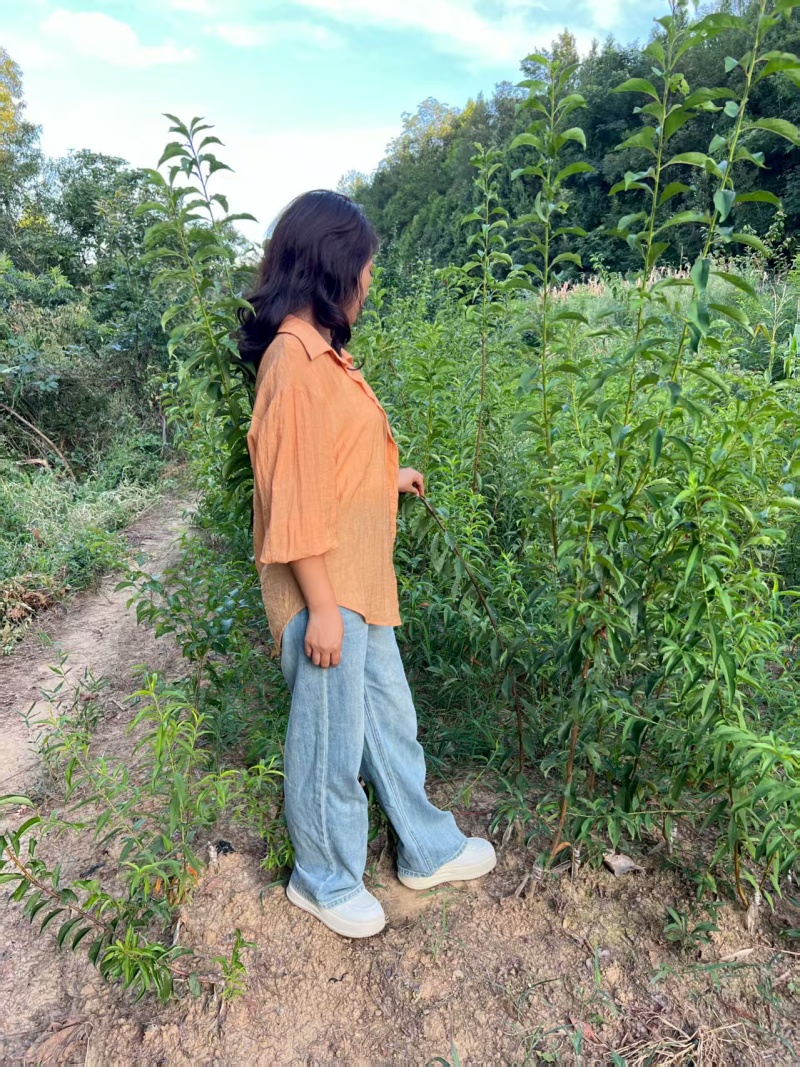 嫁接青脆李子树苗提供技术指导基地直发常年经营品种多规格齐全