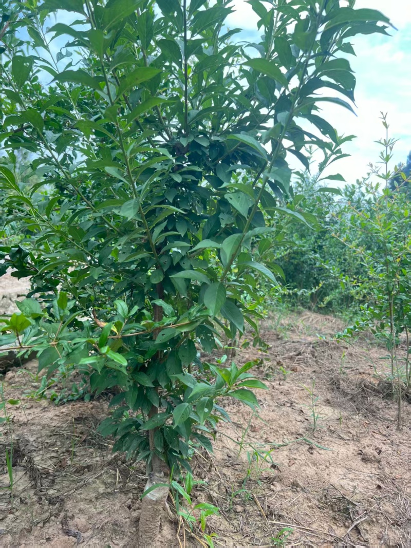 嫁接青脆李子树苗提供技术指导基地直发常年经营品种多规格齐全