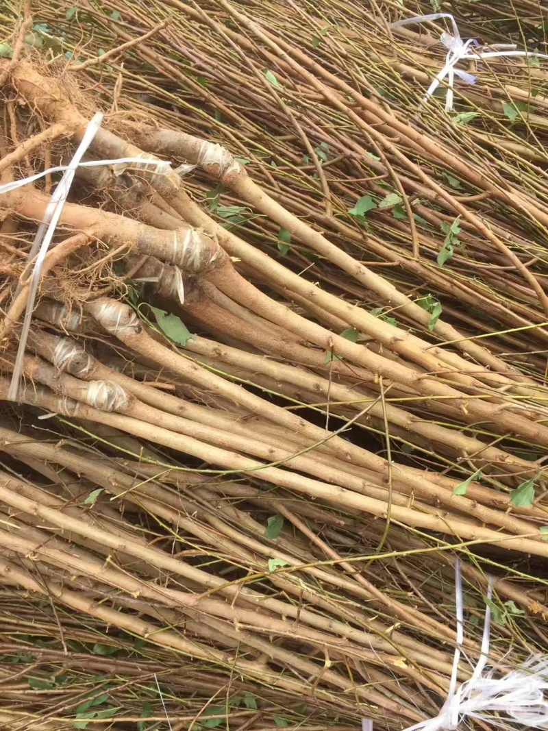嫁接青脆李子树苗提供技术指导基地直发常年经营品种多规格齐全