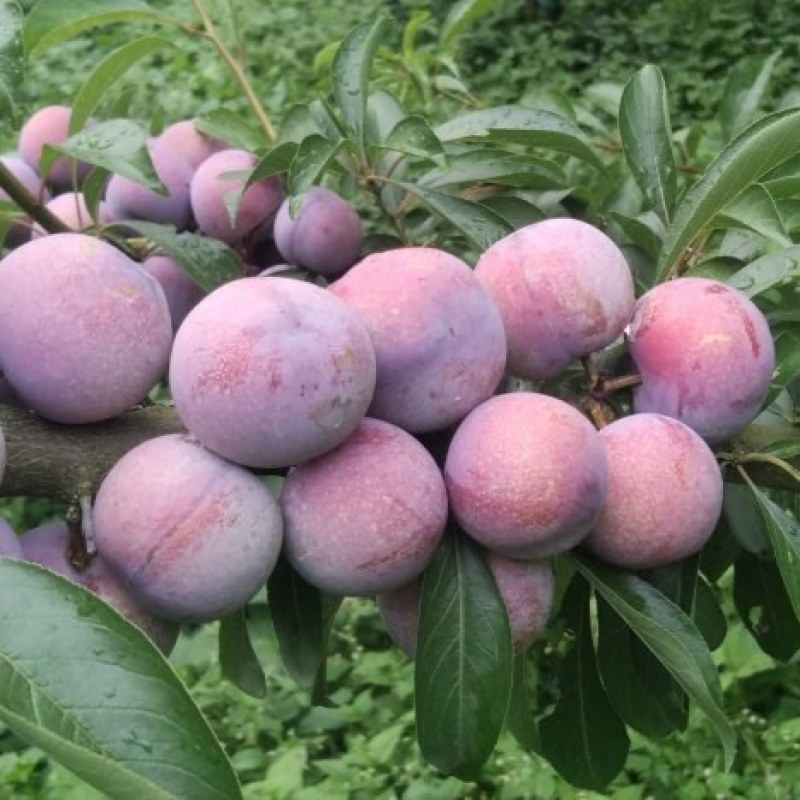 小脆红