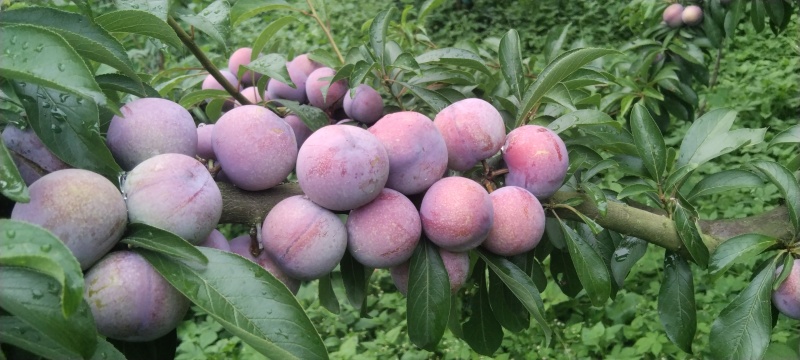 小脆红