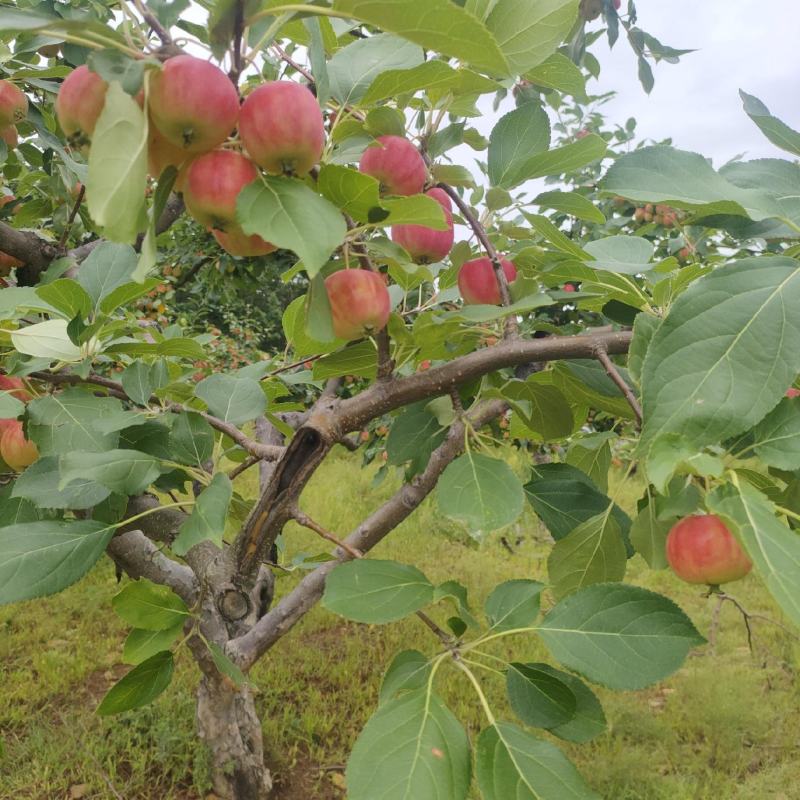大量雹伤沙果出售