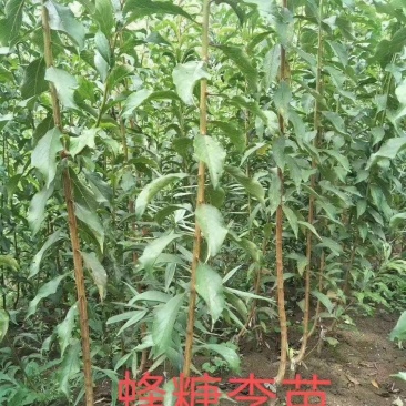 嫁接蜂糖李子苗提供技术指导基地直发常年经营品种多规格齐全