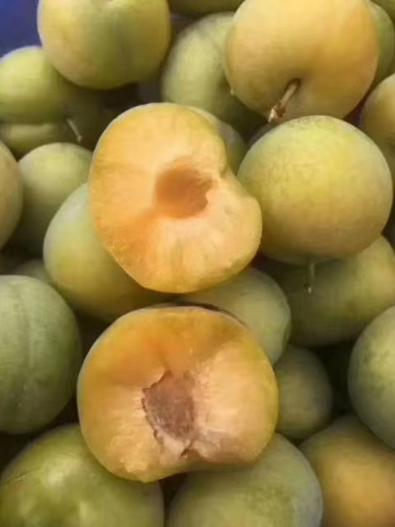 嫁接蜂糖李子苗提供技术指导基地直发常年经营品种多规格齐全