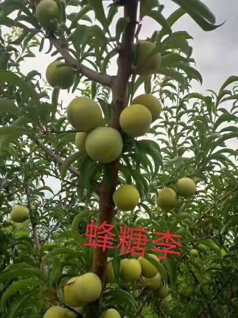 嫁接蜂糖李子苗提供技术指导基地直发常年经营品种多规格齐全