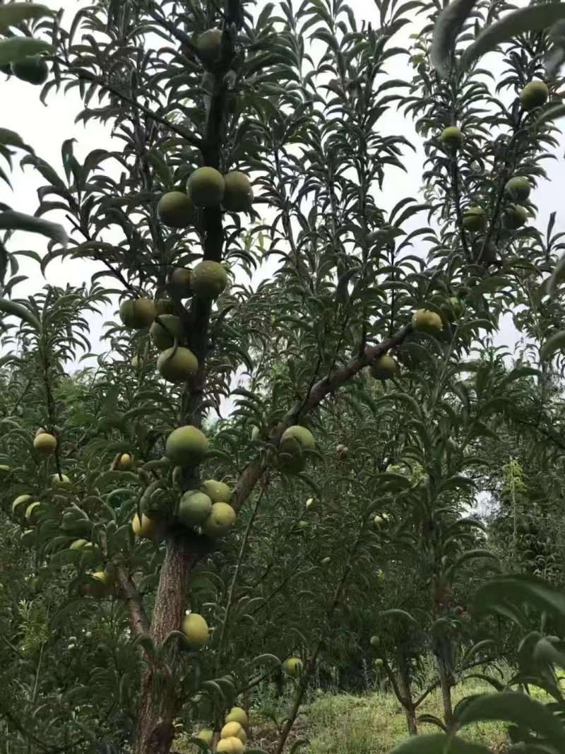 嫁接蜂糖李子苗提供技术指导基地直发常年经营品种多规格齐全