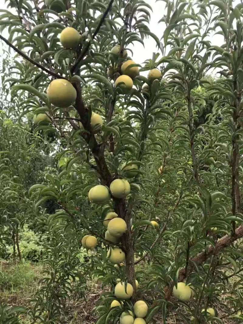 嫁接蜂糖李子苗提供技术指导基地直发常年经营品种多规格齐全