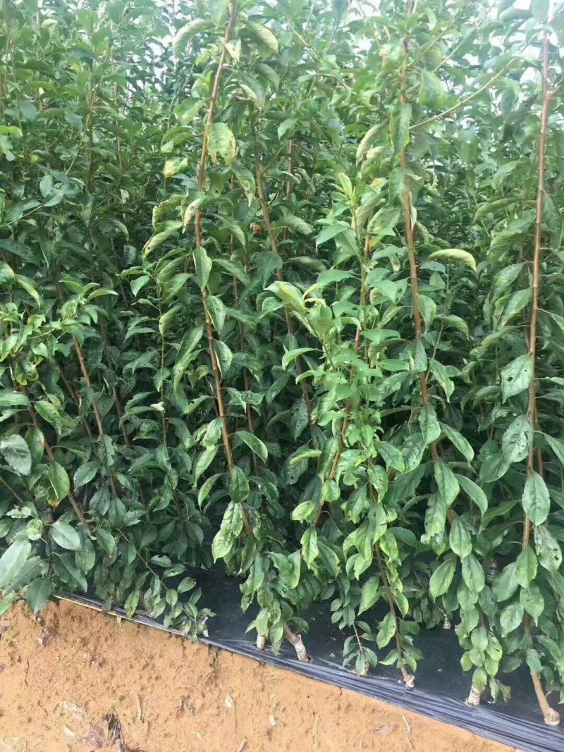 嫁接蜂糖李子苗提供技术指导基地直发常年经营品种多规格齐全