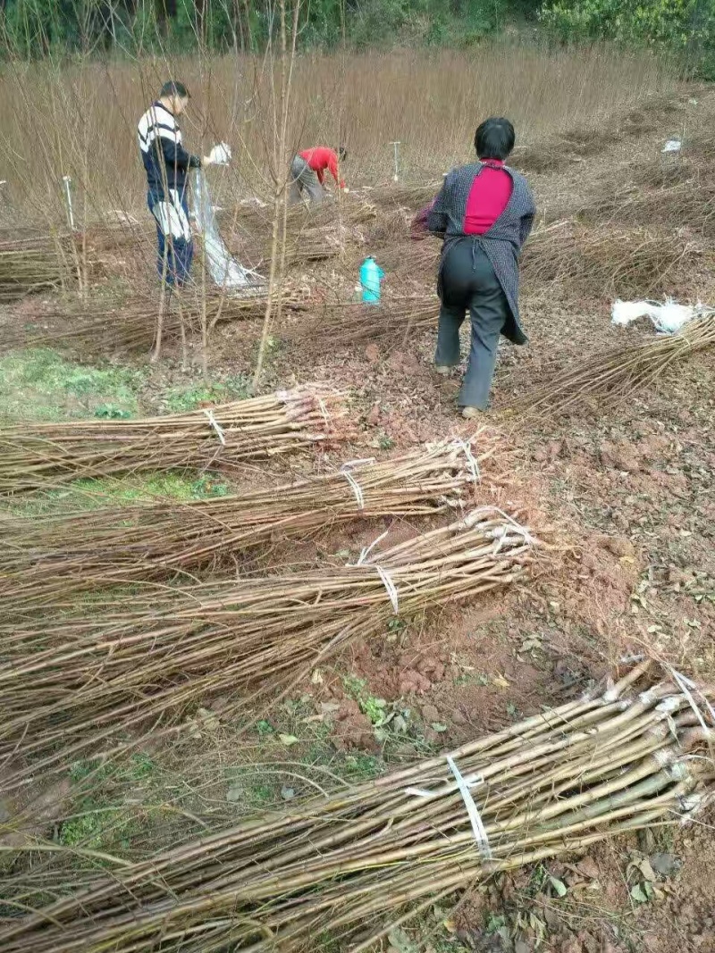 嫁接蜂糖李子苗提供技术指导基地直发常年经营品种多规格齐全