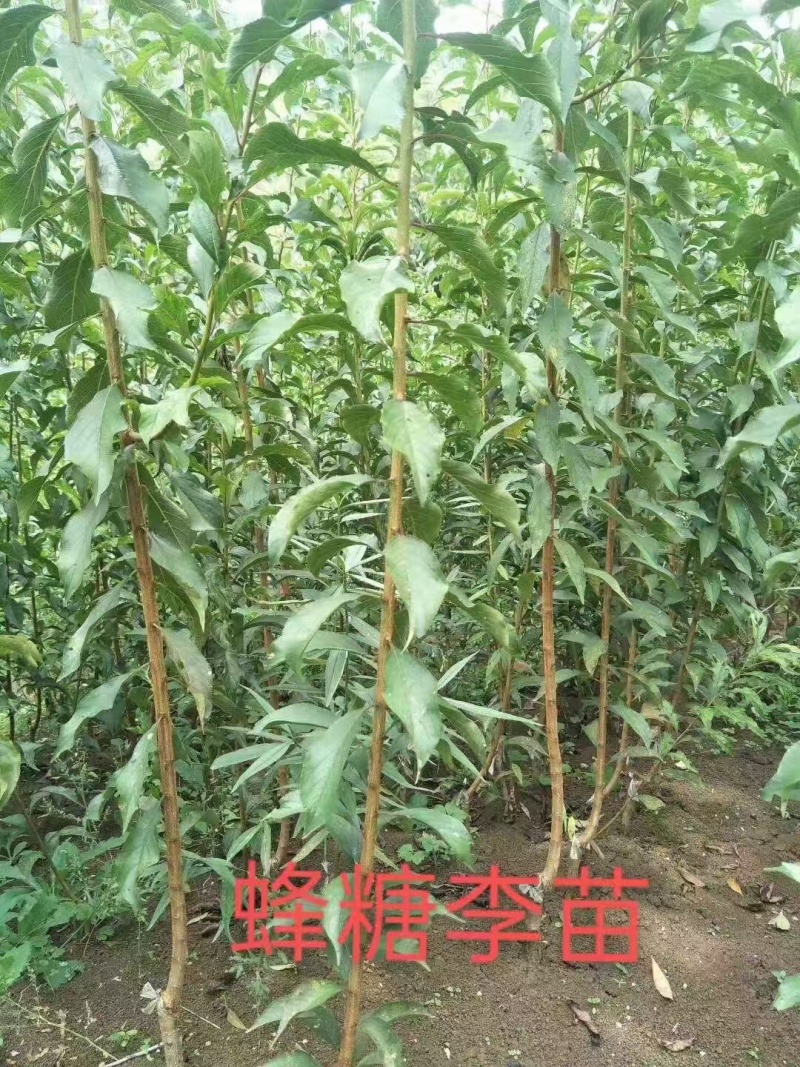 嫁接蜂糖李子苗提供技术指导基地直发常年经营品种多规格齐全