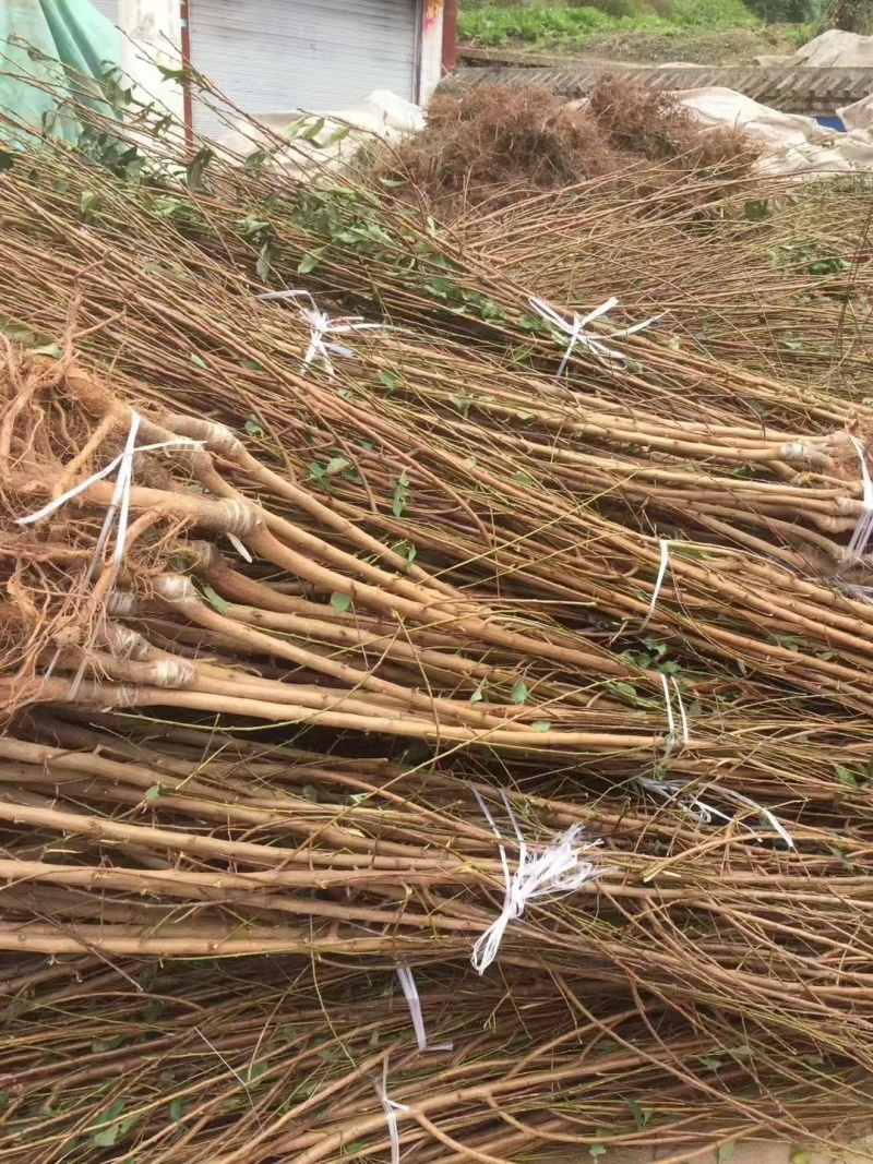 嫁接蜂糖李子苗提供技术指导基地直发常年经营品种多规格齐全