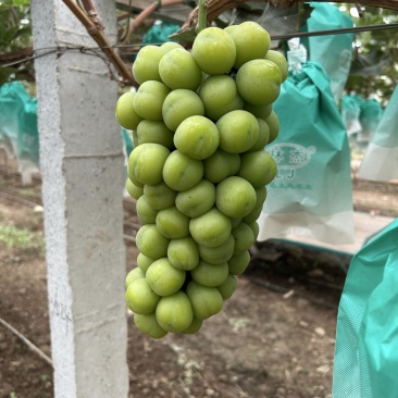 阳光玫瑰